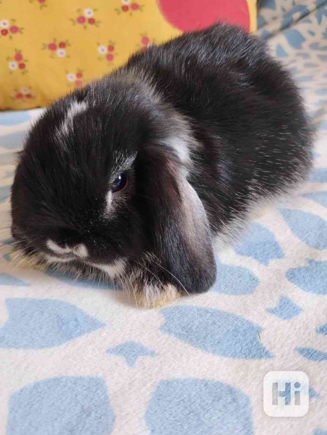 Králík  - foto 1