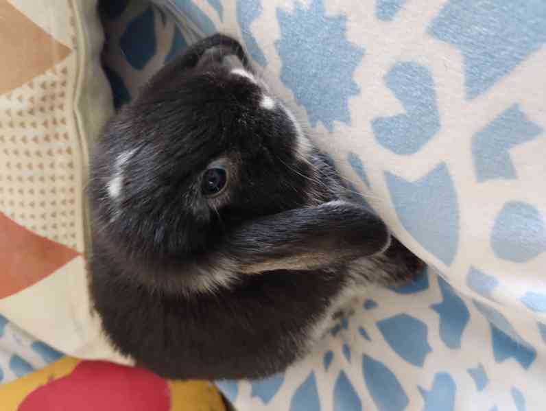 Králík  - foto 3