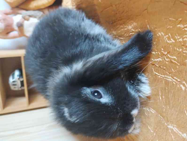Králík  - foto 1