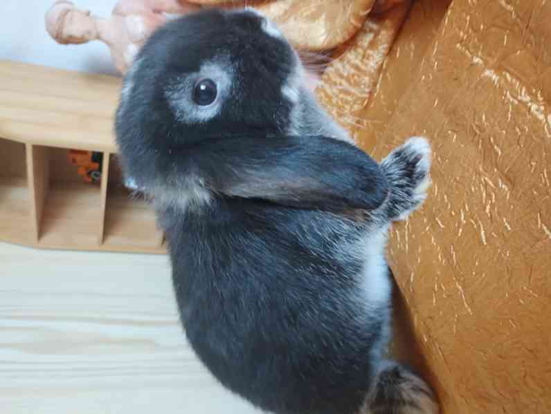 Králík  - foto 2
