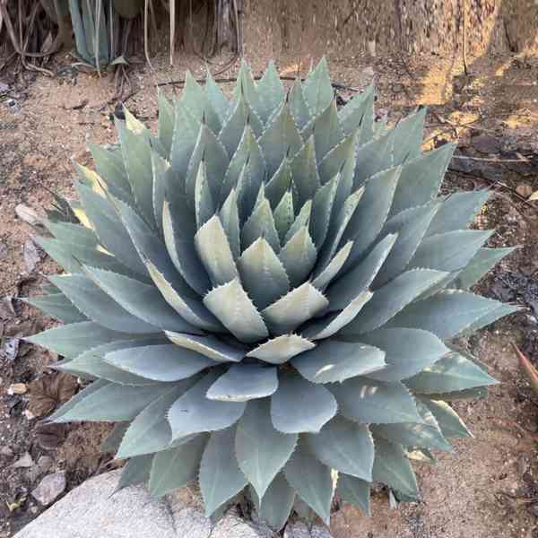 semena Agave parryi var. huachucensis