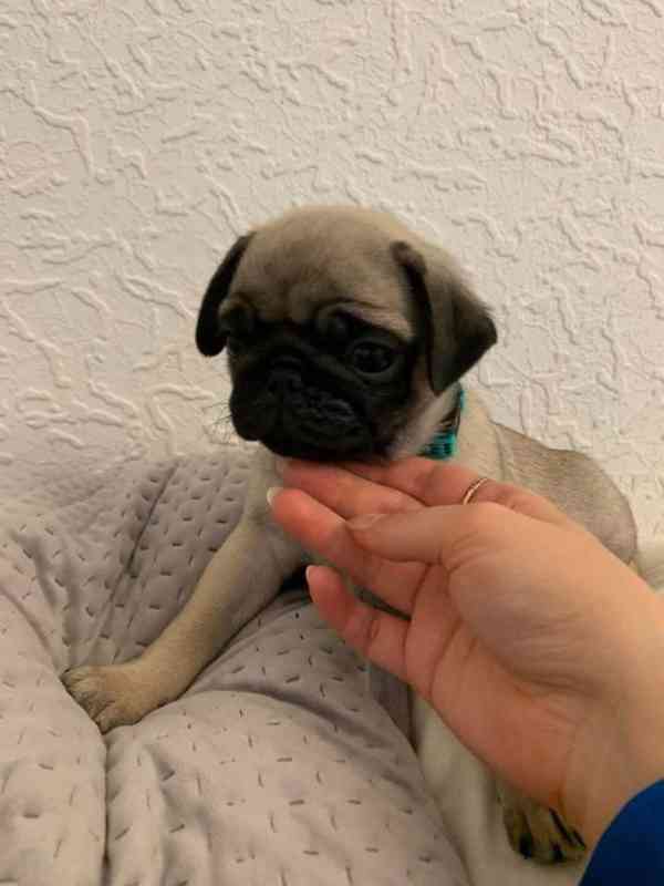 Mops štěňata bez PP - foto 2