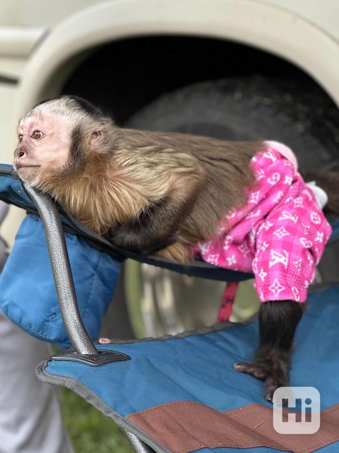  Kapucínská opice připravena k vyzvednutí - foto 1