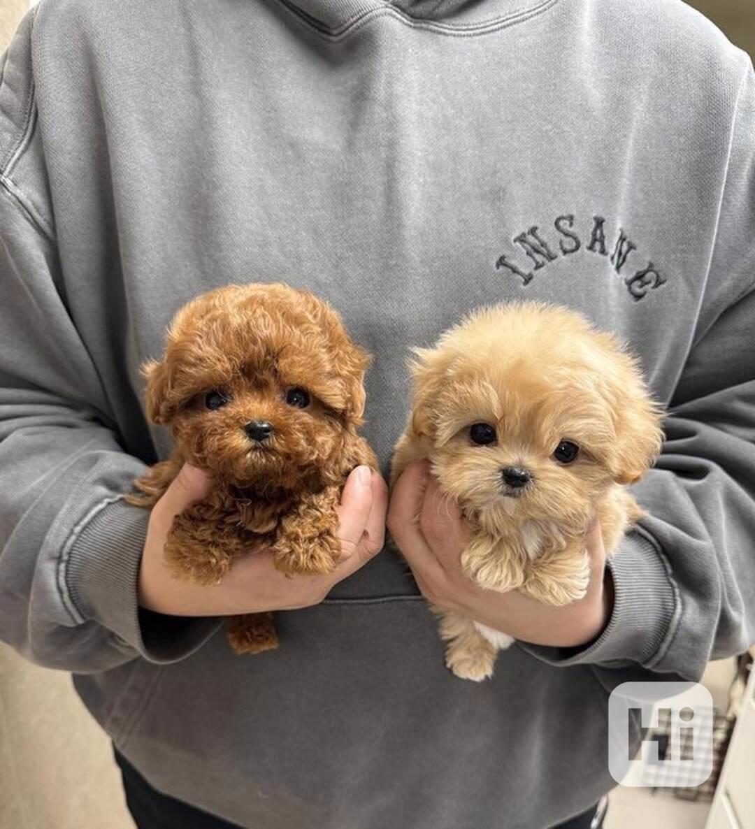  Dárek zdarma krásná štěňátka pudl k adopci zdarma  - foto 1