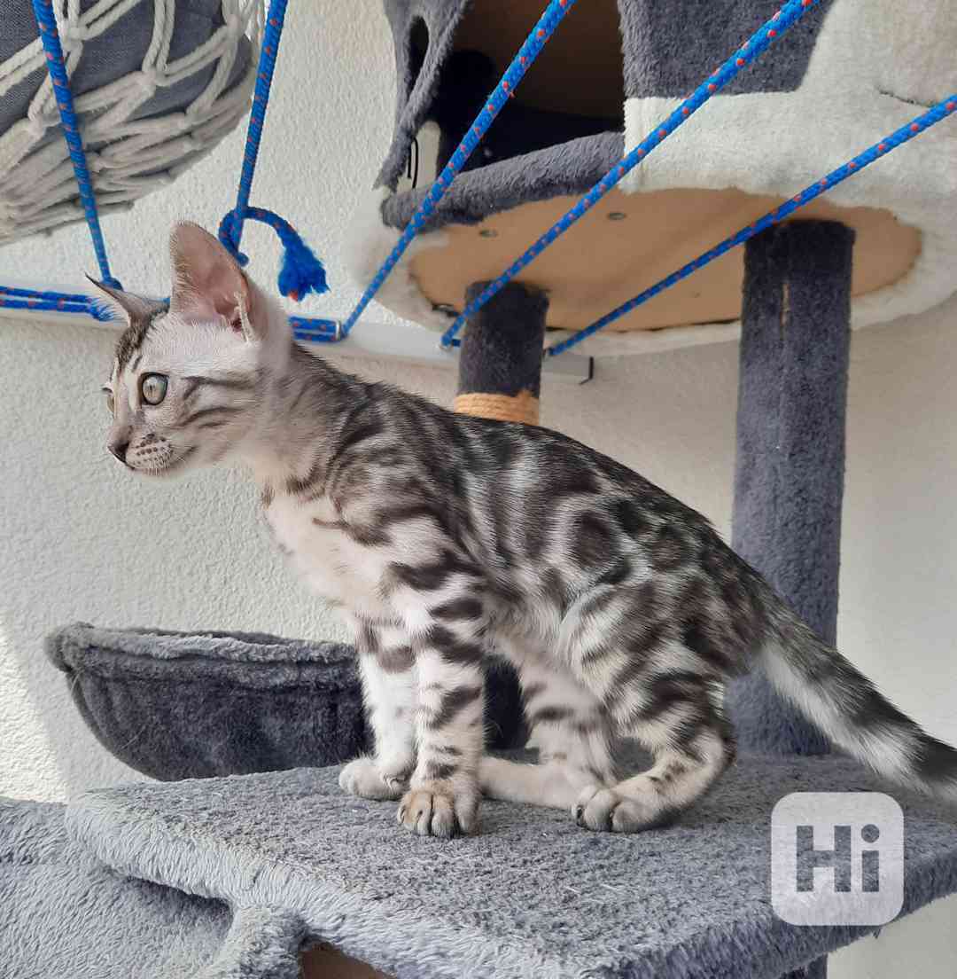 Bengálská kočka koťata s PP  - foto 1