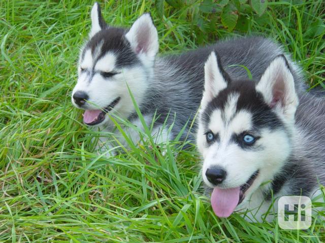 Sibiřský husky štěňata pes - foto 1