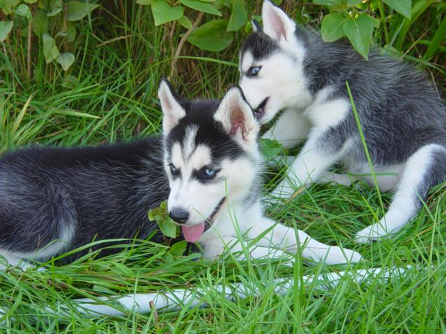 Sibiřský husky štěňata pes - foto 3