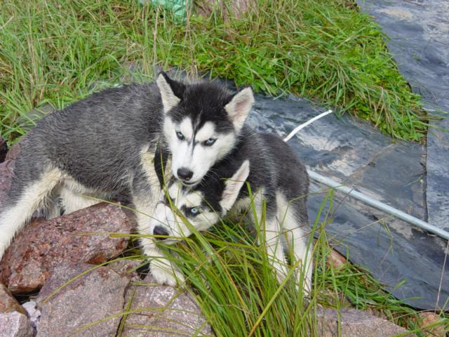 Sibiřský husky štěňata pes - foto 4