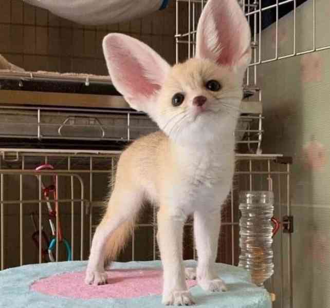Špičková fennec liška s pp - foto 1