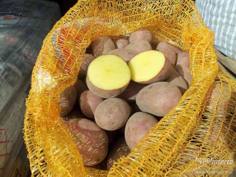Prodám kvalitní konzumní brambory 9kč/kg - foto 2