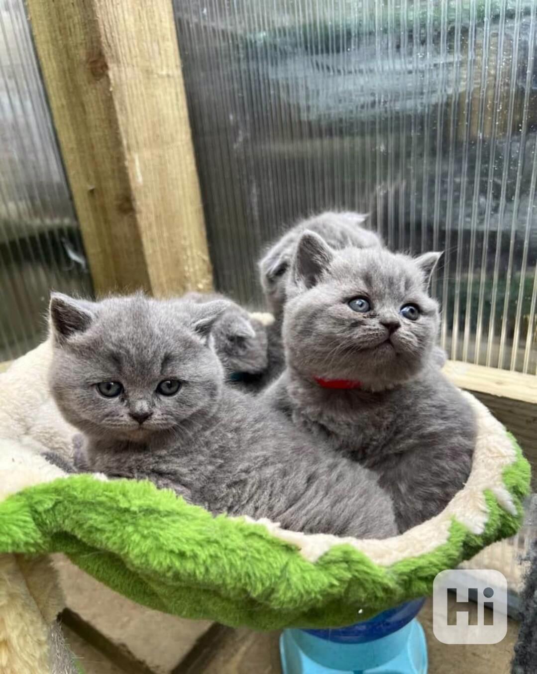 Britská krátkosrstá koťata - foto 1