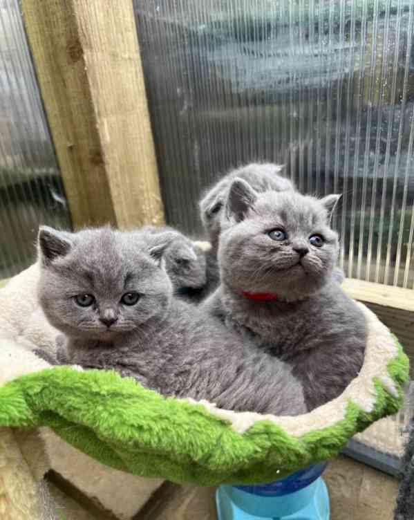 Britská krátkosrstá koťata