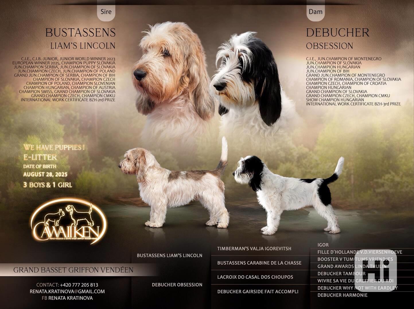 Velký hrubosrstý vendéeský baset - štěňata - foto 1