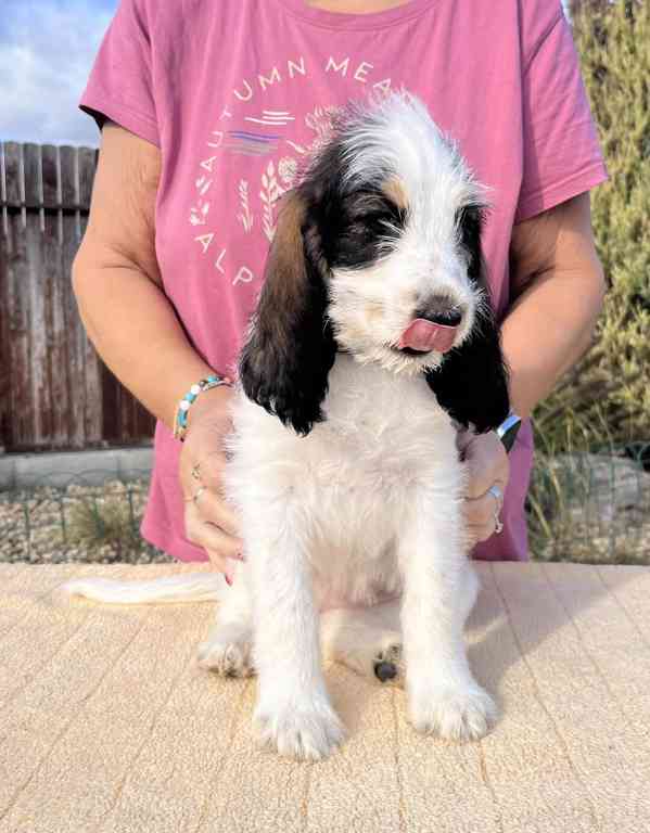 Velký hrubosrstý vendéeský baset - štěňata - foto 14