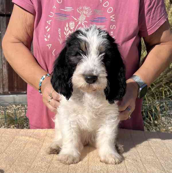 Velký hrubosrstý vendéeský baset - štěňata - foto 8