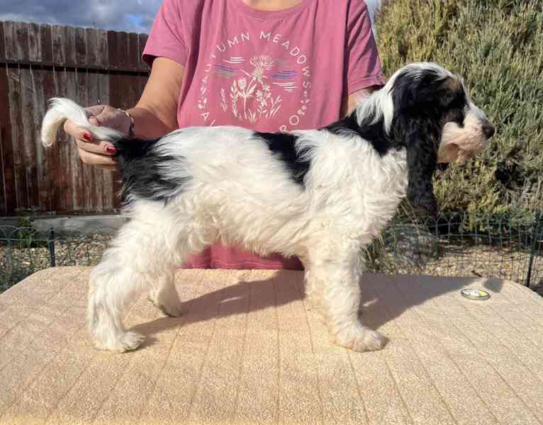 Velký hrubosrstý vendéeský baset - štěňata - foto 26