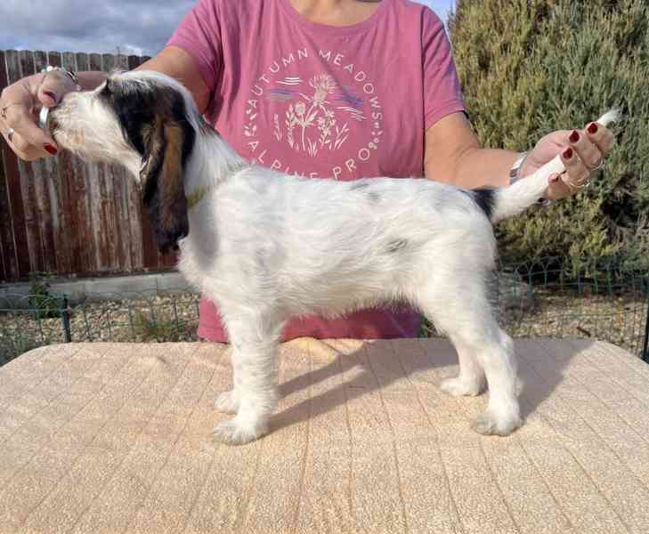 Velký hrubosrstý vendéeský baset - štěňata - foto 17