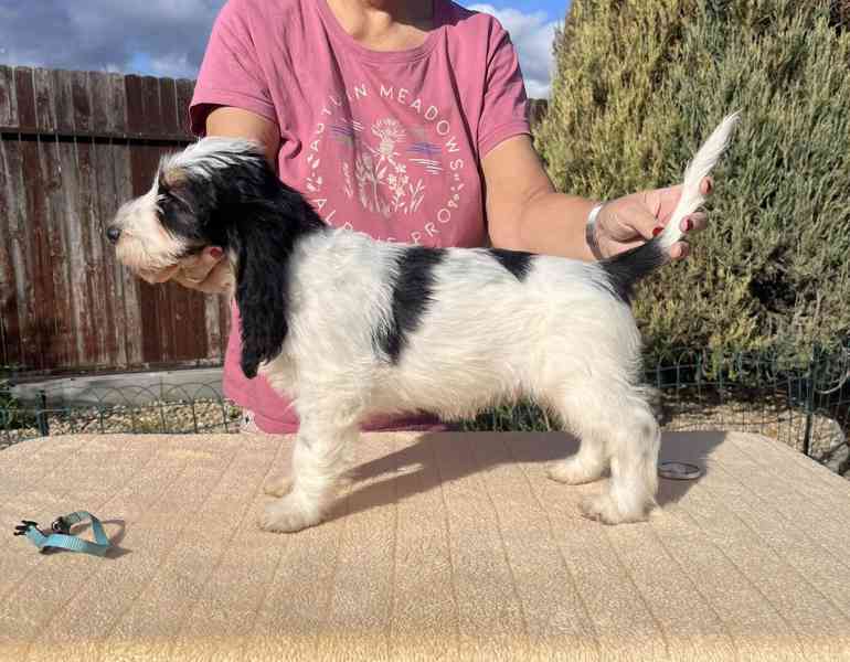 Velký hrubosrstý vendéeský baset - štěňata - foto 11