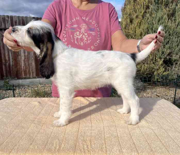 Velký hrubosrstý vendéeský baset - štěňata - foto 18