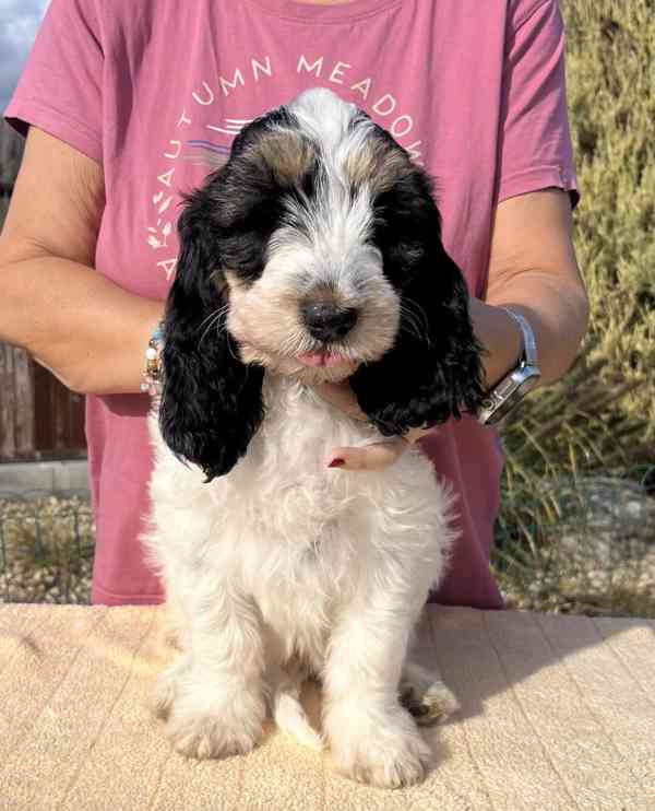 Velký hrubosrstý vendéeský baset - štěňata - foto 20