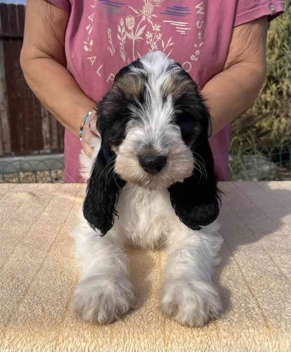 Velký hrubosrstý vendéeský baset - štěňata - foto 23