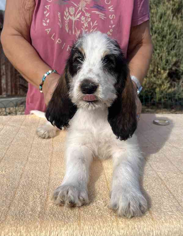 Velký hrubosrstý vendéeský baset - štěňata - foto 16