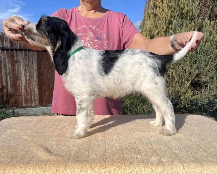 Velký hrubosrstý vendéeský baset - štěňata - foto 3