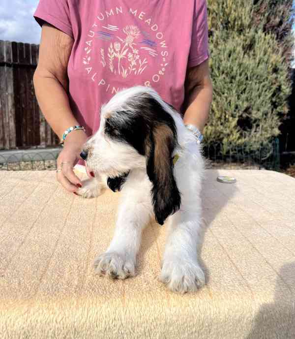 Velký hrubosrstý vendéeský baset - štěňata - foto 15