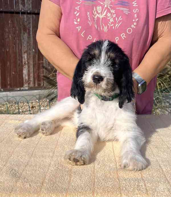 Velký hrubosrstý vendéeský baset - štěňata - foto 5