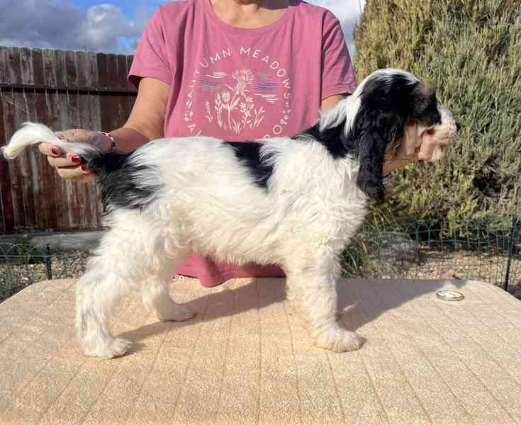 Velký hrubosrstý vendéeský baset - štěňata - foto 25