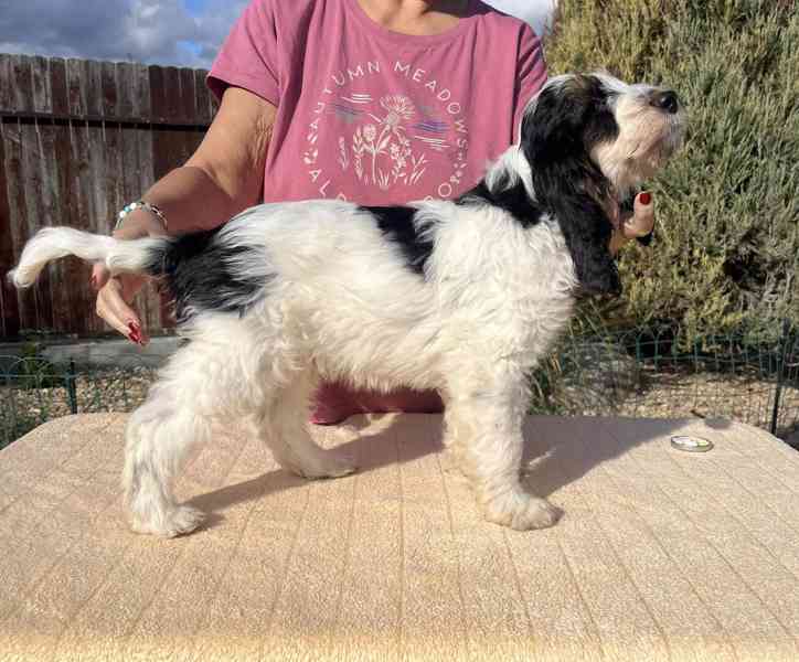 Velký hrubosrstý vendéeský baset - štěňata - foto 24