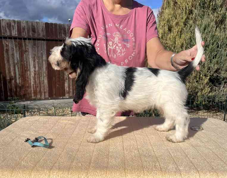 Velký hrubosrstý vendéeský baset - štěňata - foto 12