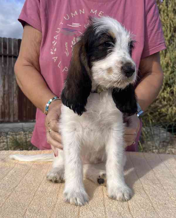 Velký hrubosrstý vendéeský baset - štěňata - foto 13