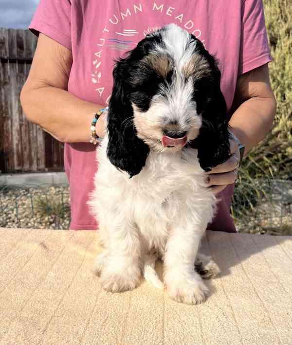 Velký hrubosrstý vendéeský baset - štěňata - foto 22