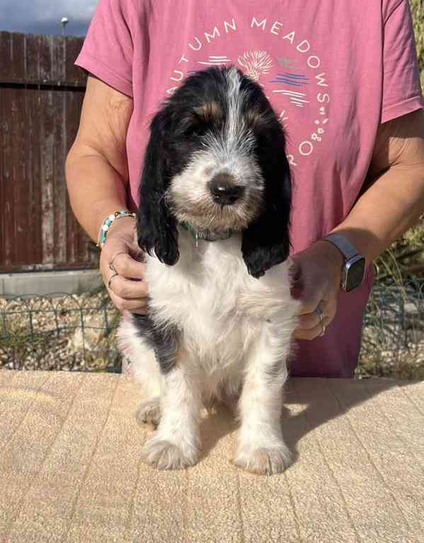 Velký hrubosrstý vendéeský baset - štěňata - foto 7