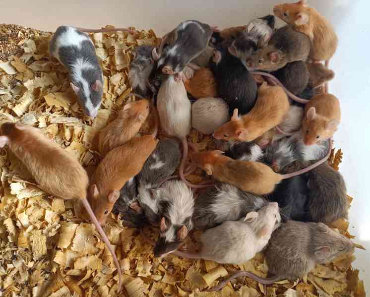 Myš, myšky - foto 1