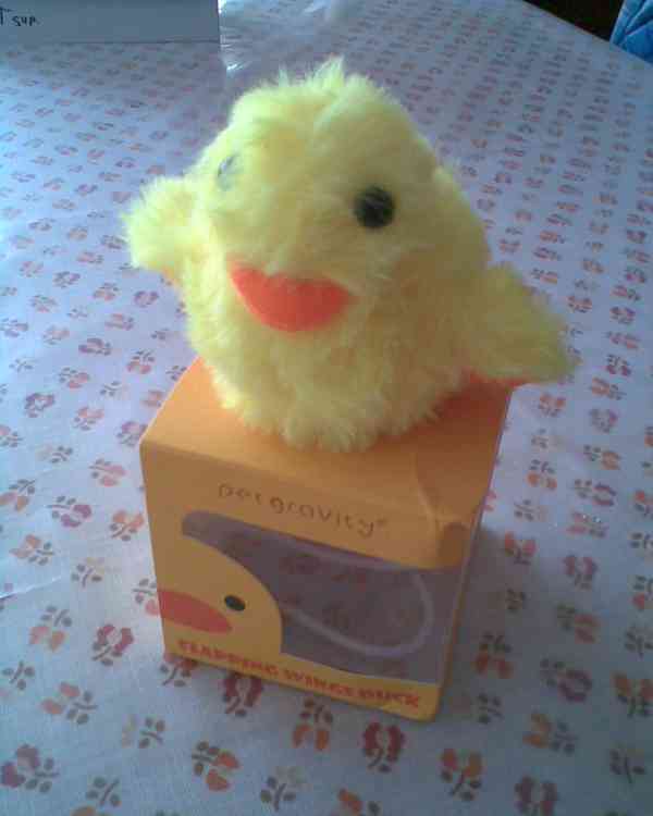 Nové hračky pro kočičku - foto 2