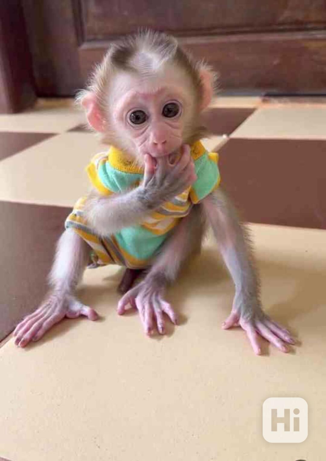 Roztomilé mládě kapucínské opice k adopci - foto 1