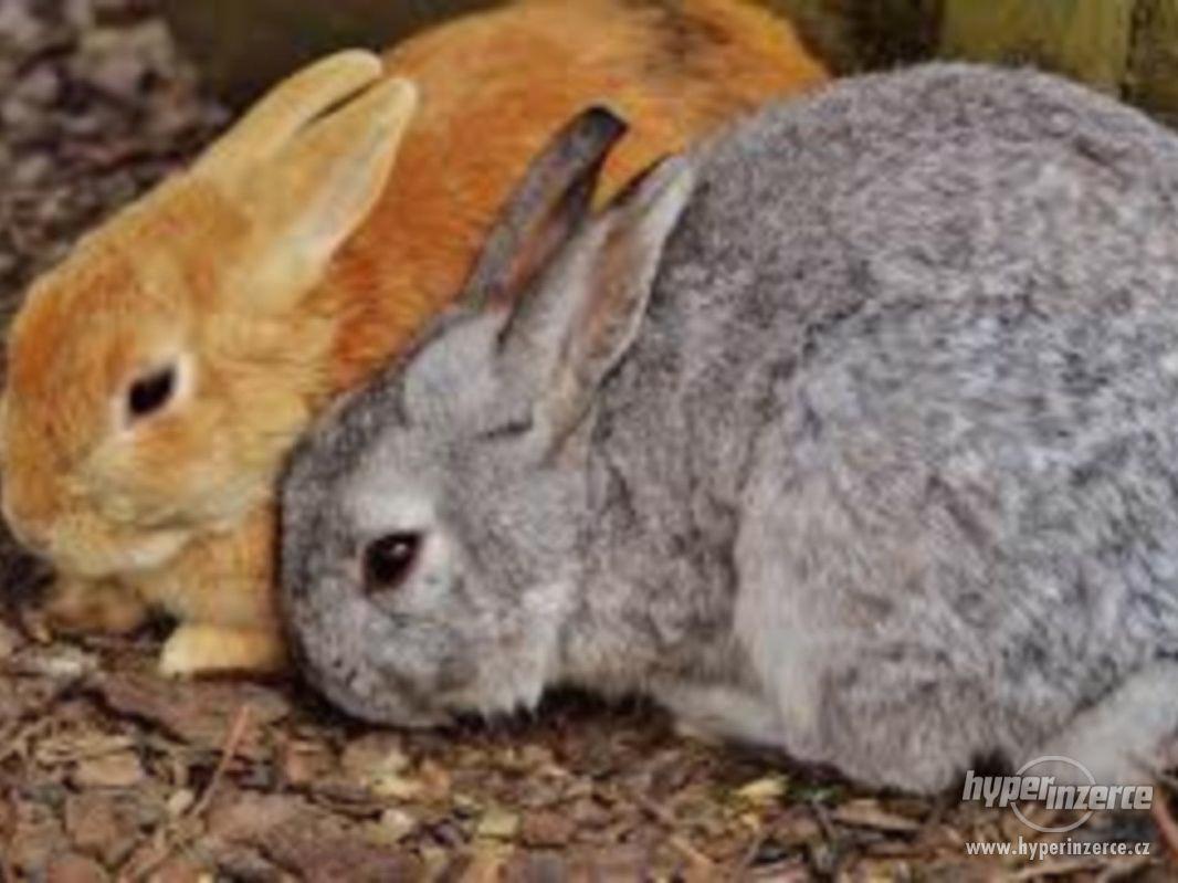 prodej vykrmených králíků - foto 1