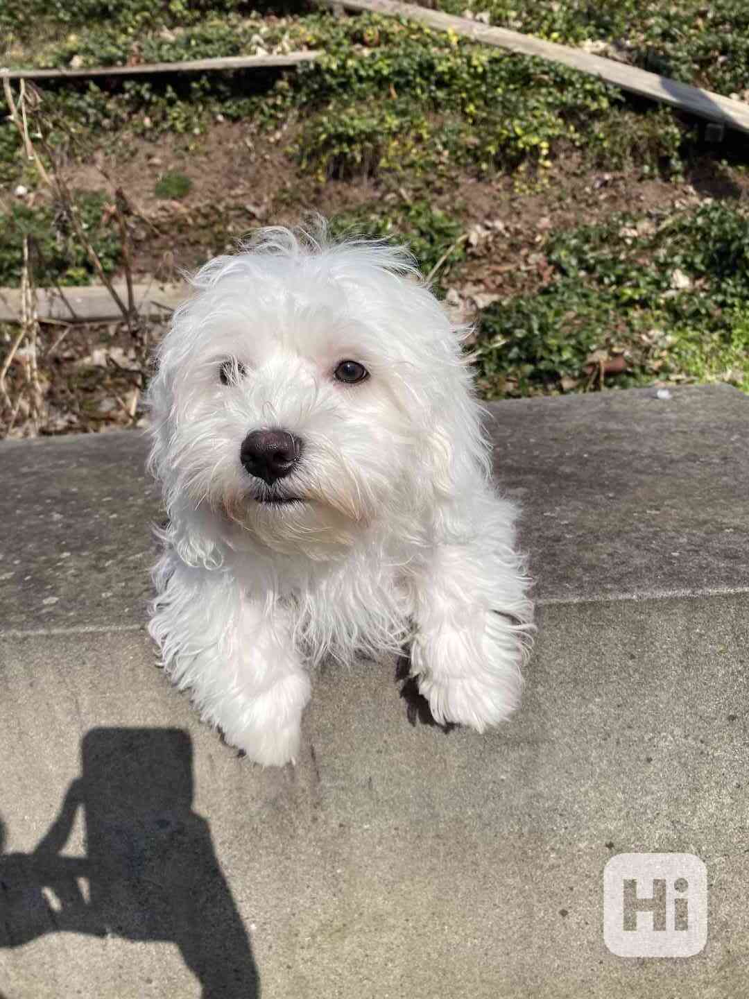 Maltézský psík - štěně k odběru  - foto 1