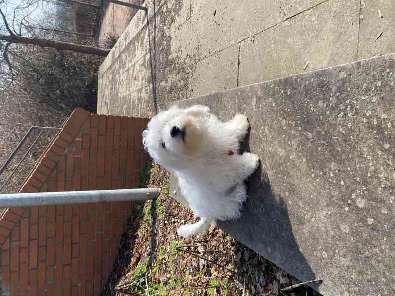 Maltézský psík - štěně k odběru  - foto 3