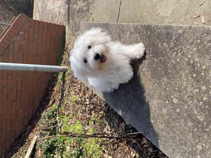 Maltézský psík - štěně k odběru  - foto 2