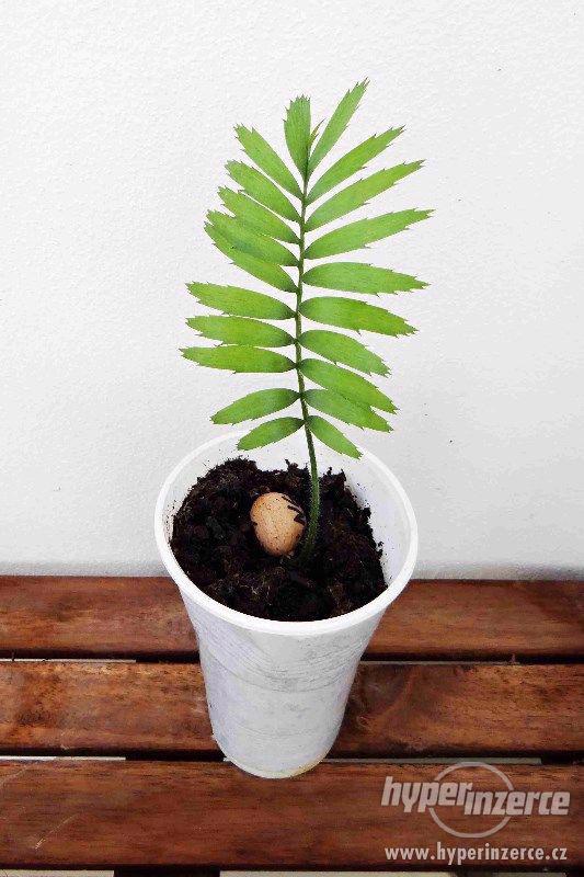 Encephalartos ngoyanus - foto 1