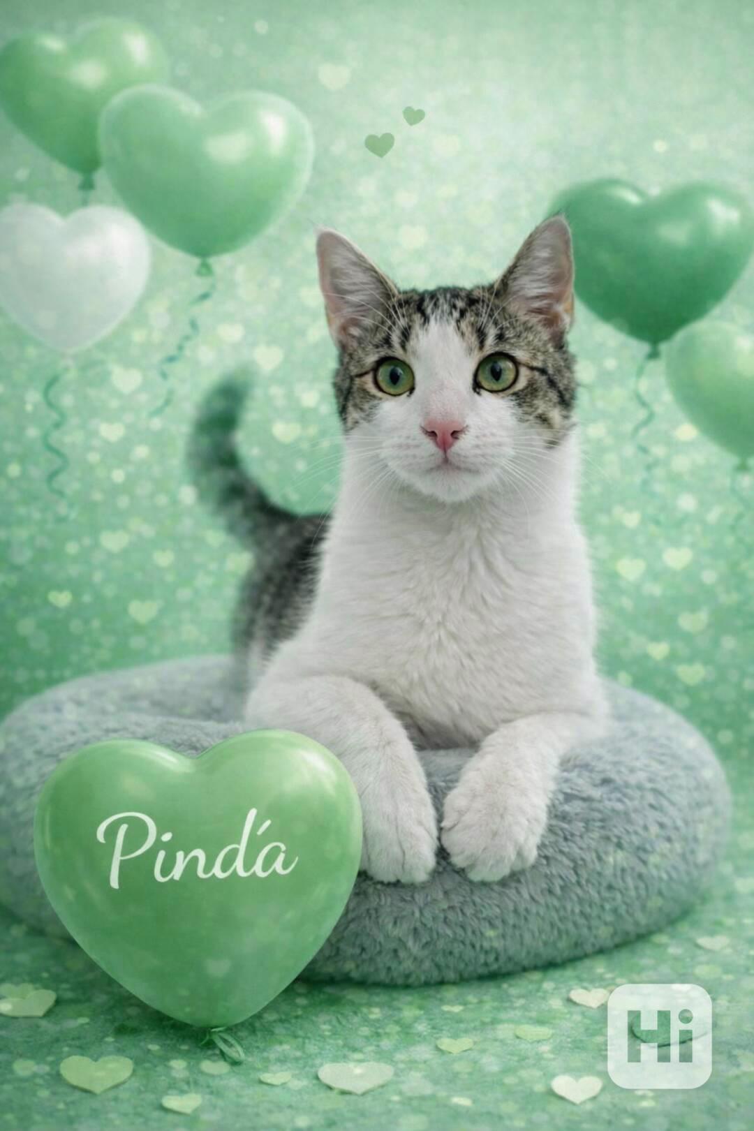 PINĎA - kastrovaný kocourek cca 7 měsíců  - foto 1