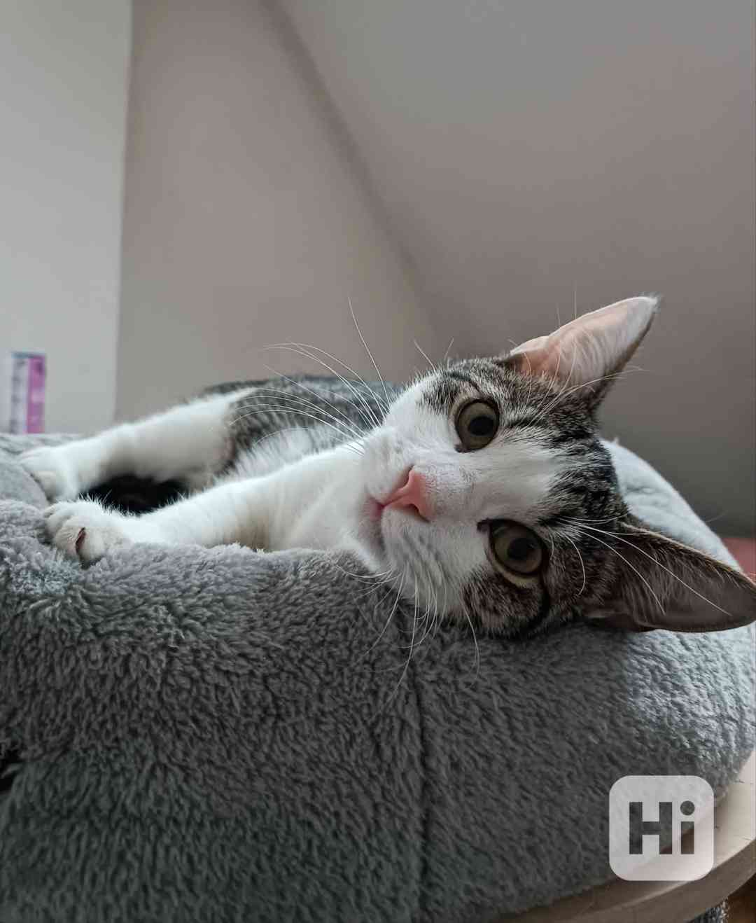 PINĎA - kastrovaný kocourek cca 7 měsíců  - foto 1