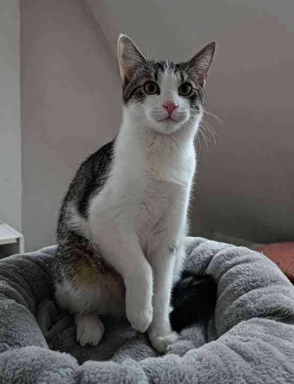 PINĎA - kastrovaný kocourek cca 7 měsíců  - foto 2