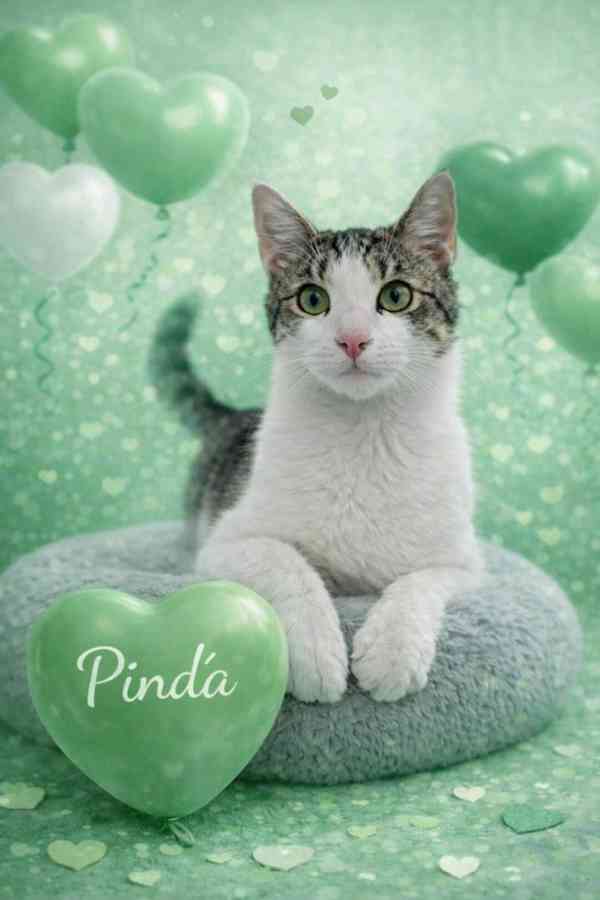 PINĎA - kastrovaný kocourek cca 7 měsíců  - foto 1