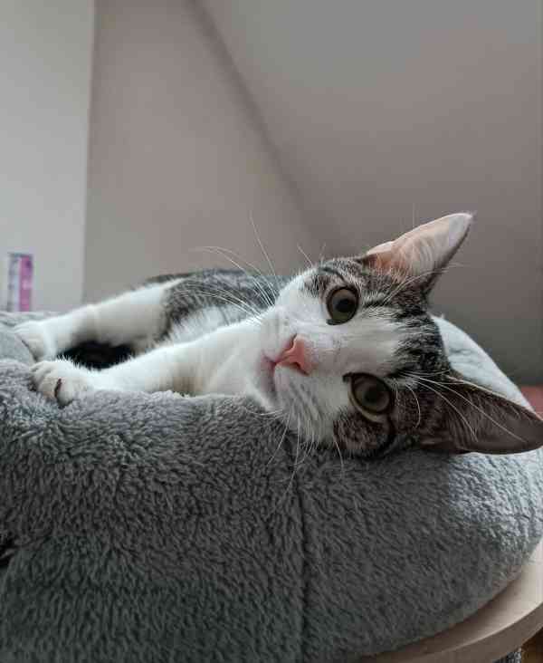 PINĎA - kastrovaný kocourek cca 7 měsíců  - foto 1