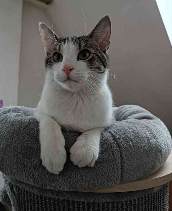 PINĎA - kastrovaný kocourek cca 7 měsíců  - foto 3