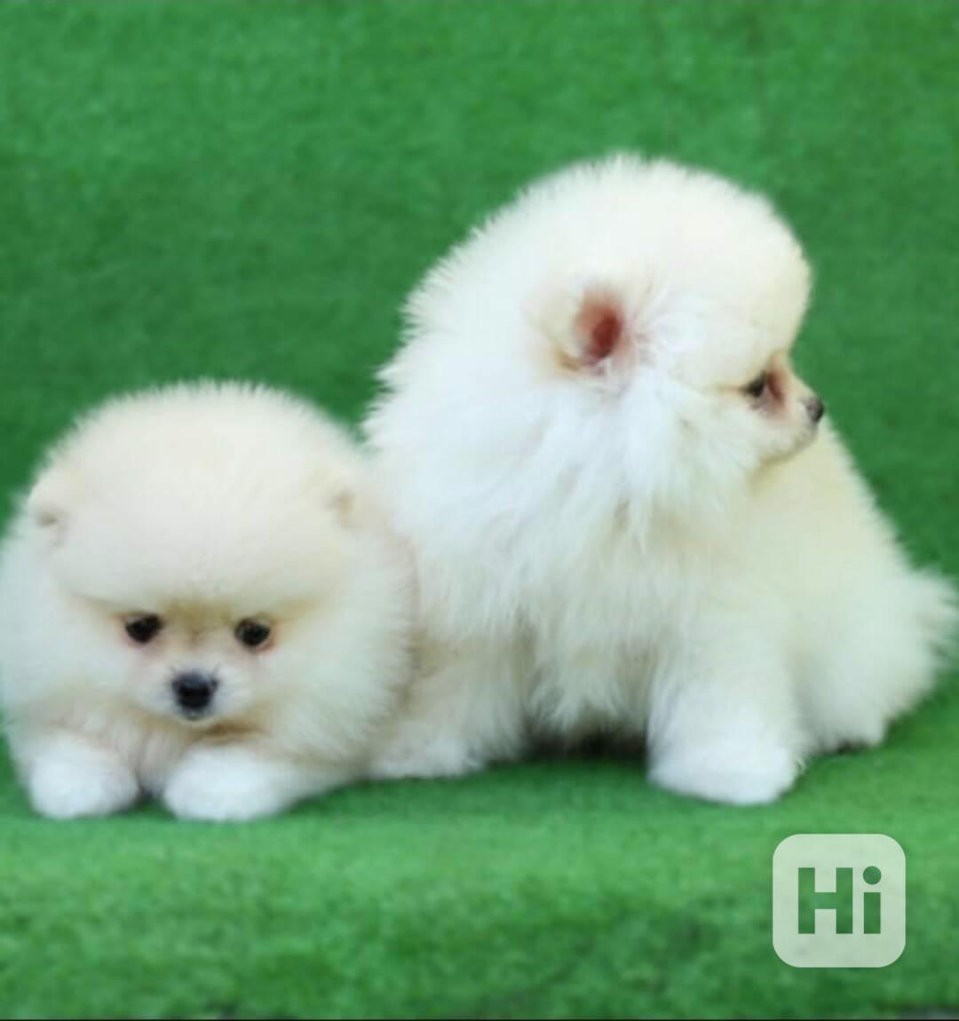 Čistokrevná štěňata pomeranianů Boo - foto 1